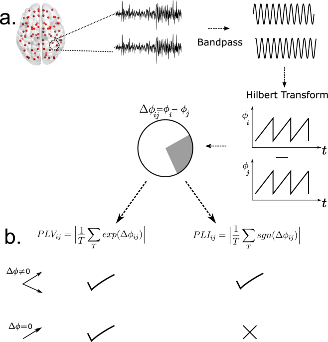 Figure from Biophysical mechanism underlying compensatory preservation of neural synchrony over the adult lifespan