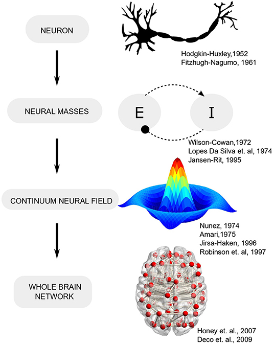 Figure from Whole-Brain Network Models: From Physics to Bedside